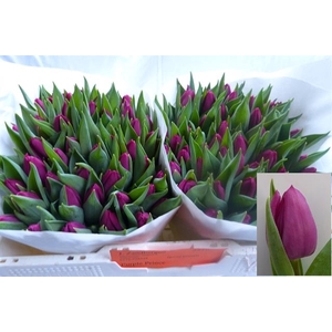 BDT X 10 STK TULIPA EN PURPLE PRINCE TU EN PURPL