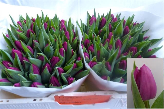 BDT X 10 STK TULIPA EN PURPLE PRINCE TU EN PURPL