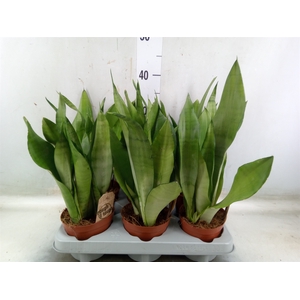 Sansevieria trifa. 'Moonshine'
