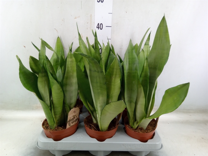 <h4>Sansevieria trifa. 'Moonshine'</h4>