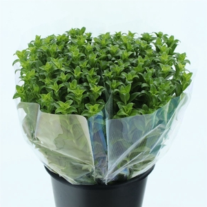Daucus Carota