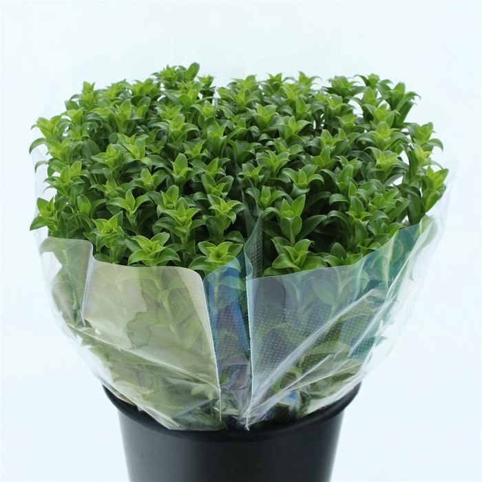 <h4>Daucus Carota</h4>