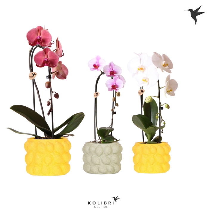 <h4>Kolibri Orchids Cascade Niagara Fall mix 1 spike in Citrus pot mix</h4>