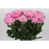 Dahlia Pink Pop