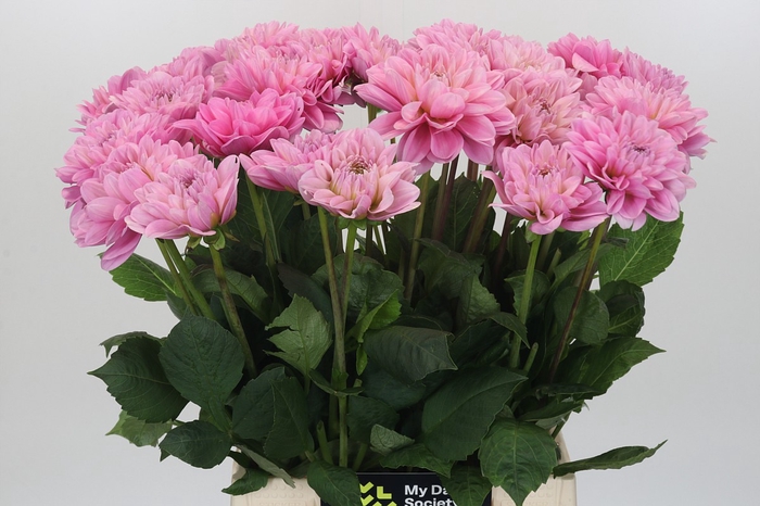 Dahlia Pink Pop
