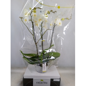 Phalaenopsis   ...white