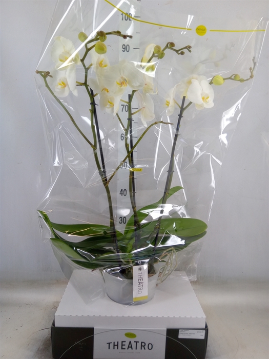 <h4>Phalaenopsis   ...white</h4>