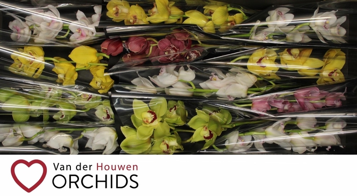 <h4>Gemengd 50 cm.</h4>