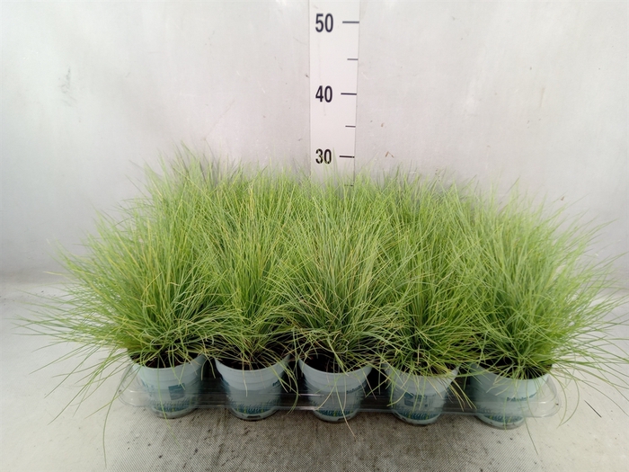 <h4>Festuca glauca 'Amigold'</h4>