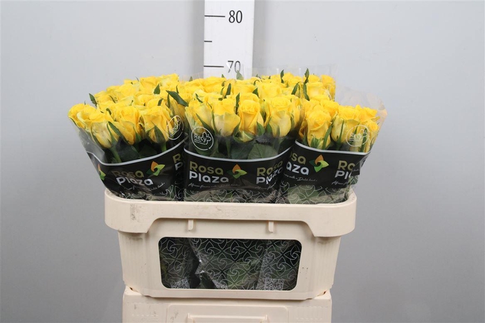 <h4>R Gr Moonwalk</h4>