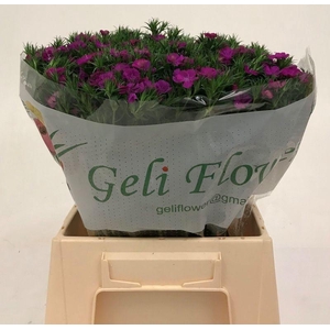 DI BARB AM NEON PURP#