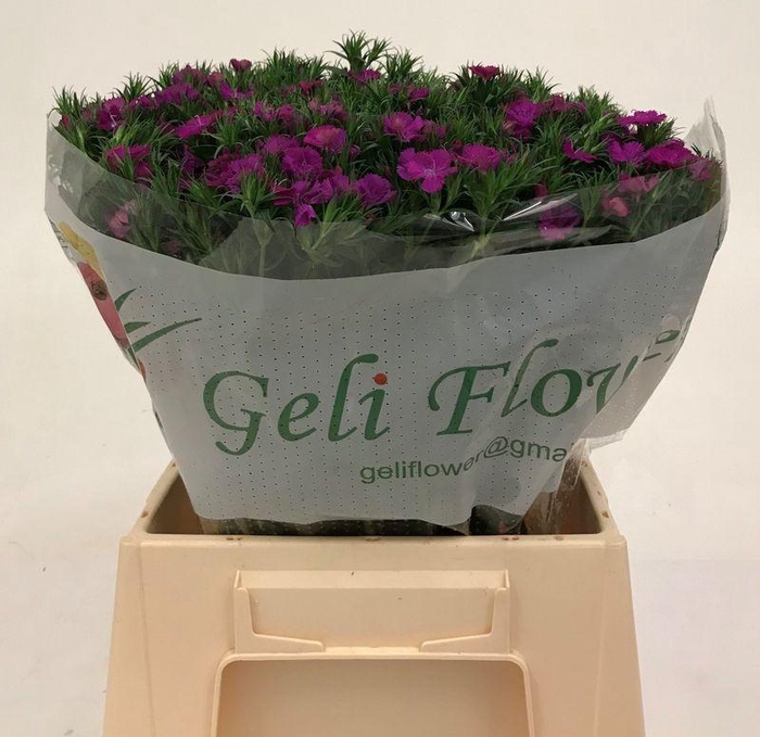 <h4>DI BARB AM NEON PURP#</h4>