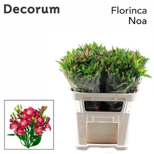 ALSTROEMERIA FLOR. 'NOA'