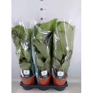Calathea orbifolia