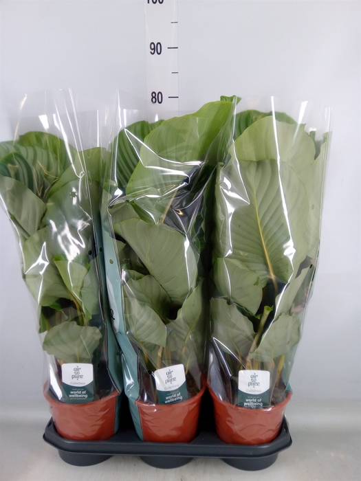 <h4>Calathea orbifolia</h4>