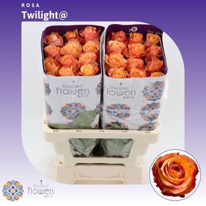 Rosa gr Twilight@