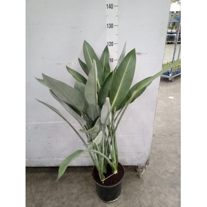 Strelitzia reg.