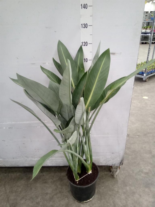 <h4>Strelitzia reg.</h4>