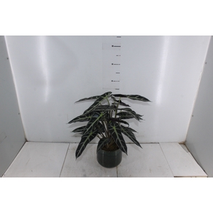 COQ. PLANTAS ORN. T4