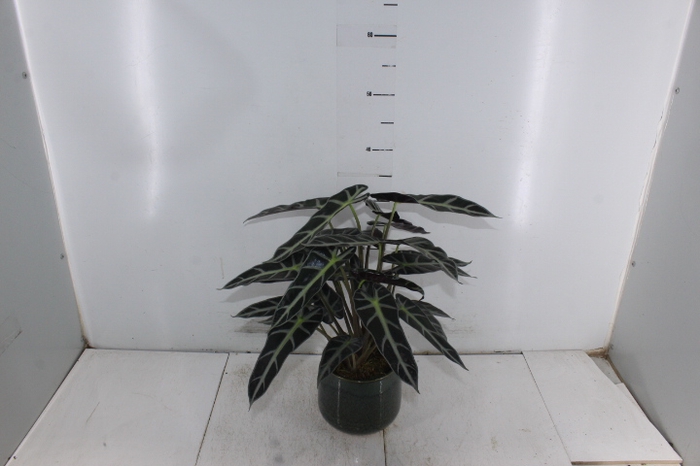 COQ. PLANTAS ORN. T4