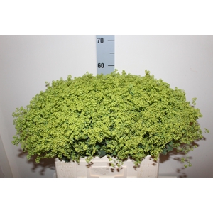 ALCHEM MOLLIS