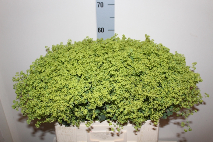 <h4>ALCHEM MOLLIS</h4>