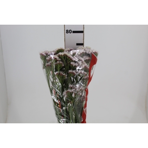STATICE SINZII WHITE 080 CM