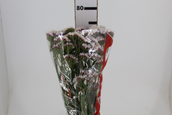 STATICE SINZII WHITE 080 CM