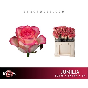 Rozen Jumilia