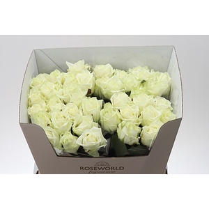 R Gr White Naomi Rose 60cm