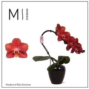 Mimesis Phal. Swan Orange - 1 spike 7cm in Martine Black Ceramic