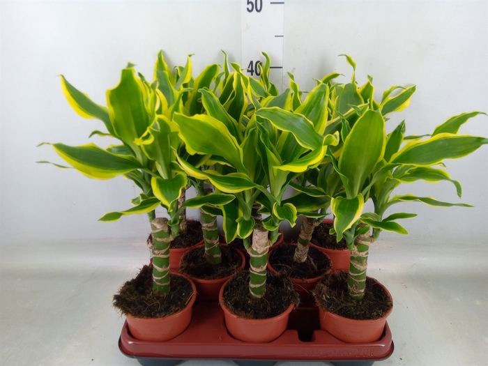 <h4>Dracaena frag. 'Golden King'</h4>