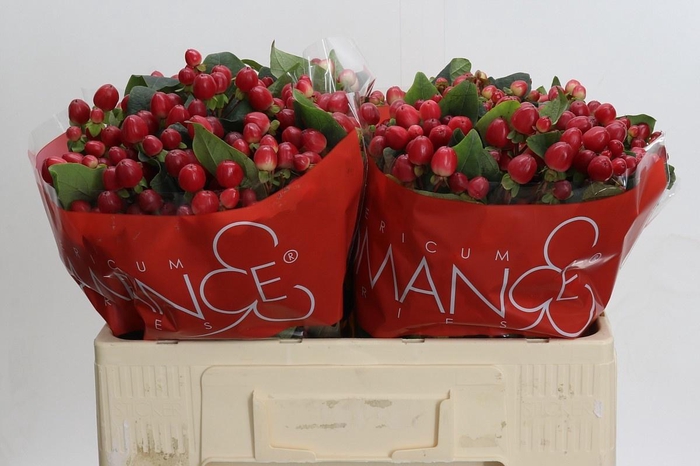 <h4>HYP TRUE ROMANCE</h4>