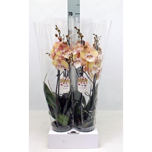 Phalaenopsis   ...orange