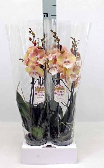 <h4>Phalaenopsis   ...orange</h4>