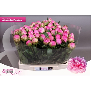 Paeonia Dr. Alexander Fleming | Xxl