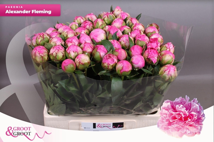<h4>Paeonia Dr. Alexander Fleming | XXL</h4>