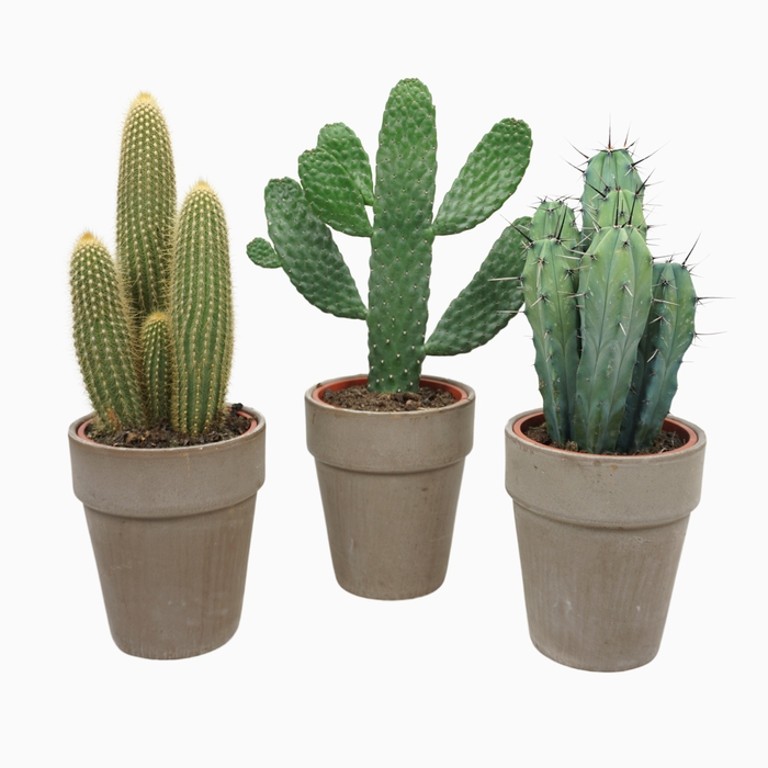 <h4>Cactus Gemengd Keramiek Vaas Grijs</h4>