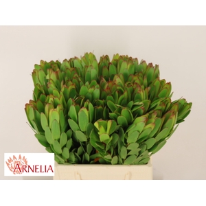 LEUCAD SAF GOLDSTRIK