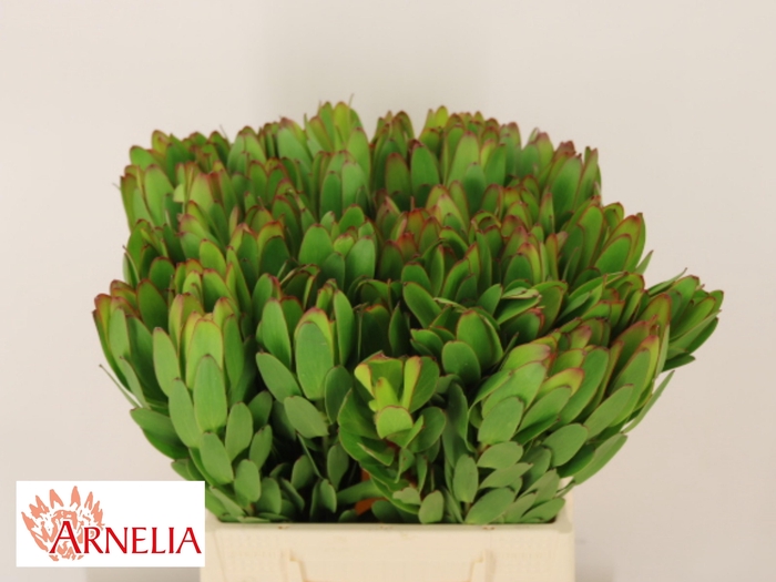 <h4>LEUCAD SAF GOLDSTRIK</h4>