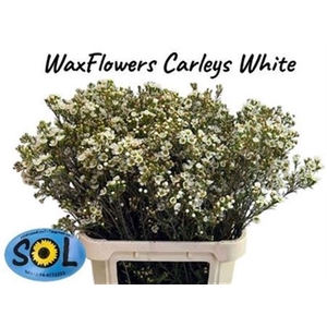 Chame Un Carlys Whit