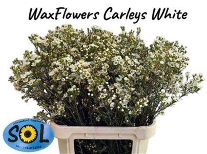 Chame Un Carlys Whit