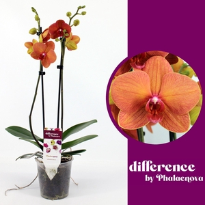 Phalaenopsis overig oranje (meerder