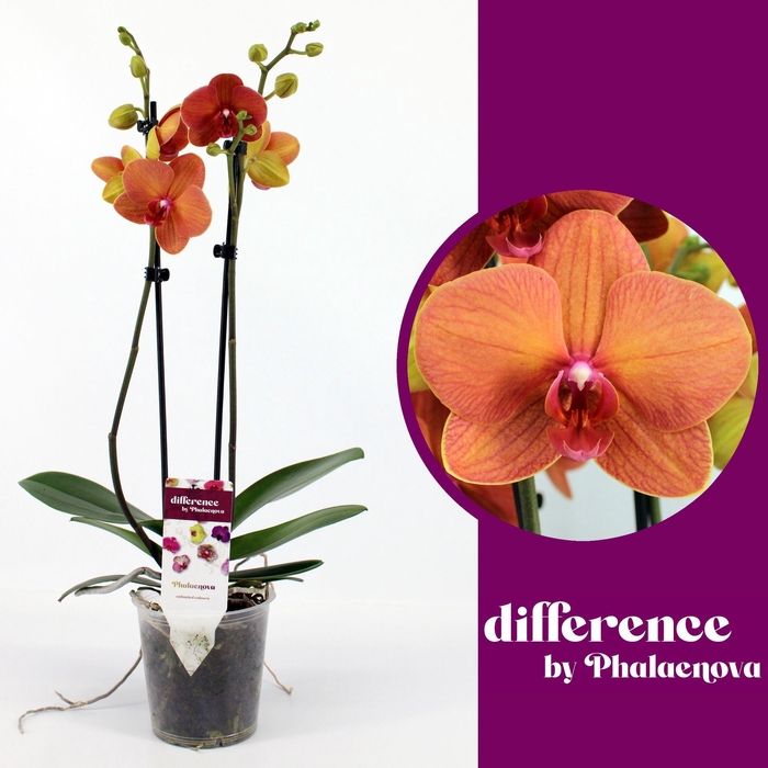 <h4>Phalaenopsis overig oranje (meerder</h4>