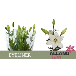 LI LA EYELINER chambre