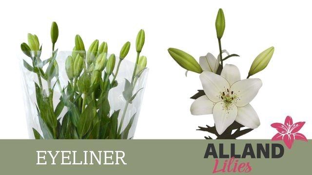 <h4>LI LA EYELINER chambre</h4>