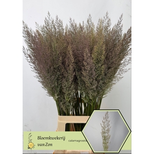CALAMAGROSTIS BRACHY