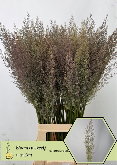 <h4>CALAMAGROSTIS BRACHY</h4>