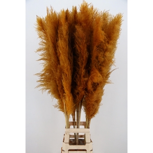 DF Pampas 130cm Apricot
