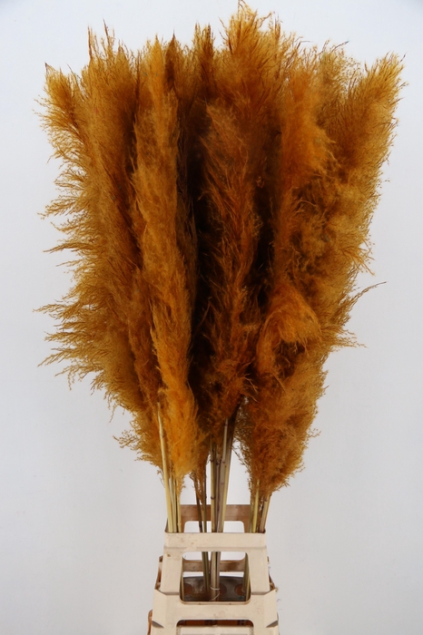 DF Pampas 130cm Apricot